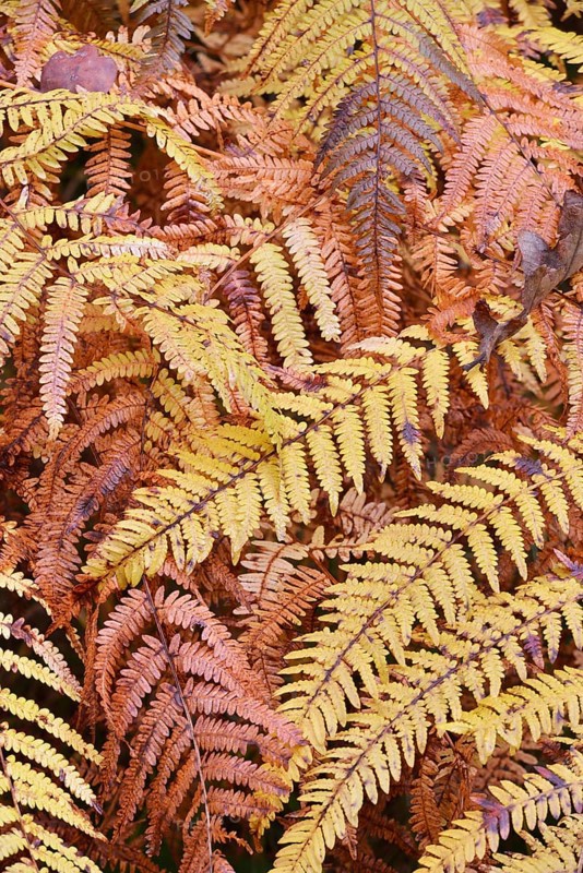 Yellow discolored Common Bracken or Eagle Fern (Pteridium aquilinum) in autumn in Kirnischtal valley