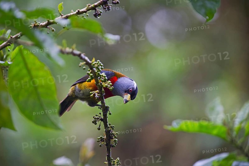 Toucan Barbet (Semnornis ramphastinus)