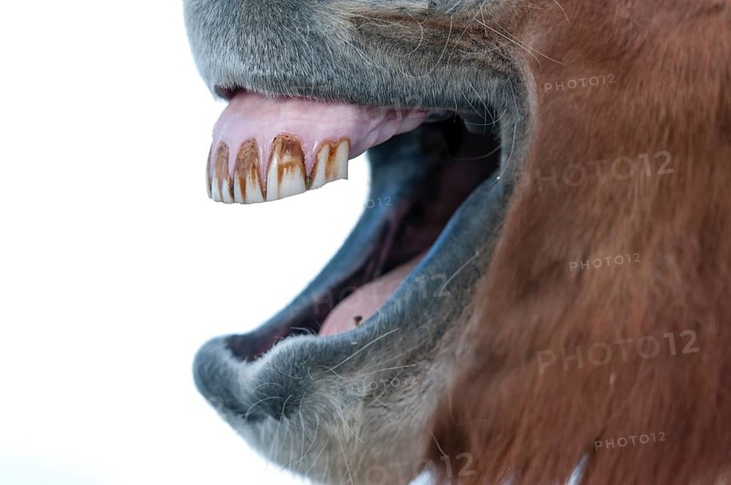 Teeth of an Icelandic horse