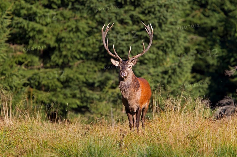 Red Deer (Cervus elaphus)