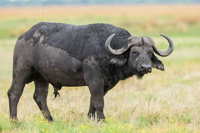 African Buffalo (Syncerus caffer)