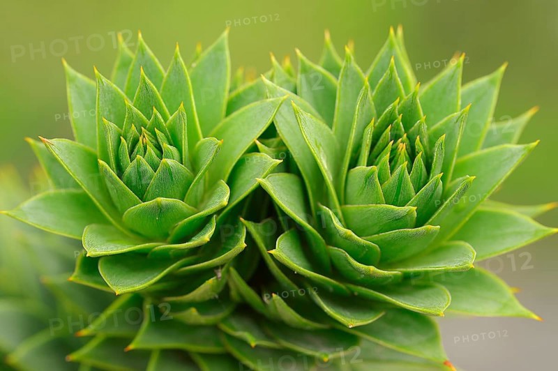 Monkey Puzzle Tree (Araucaria araucana)