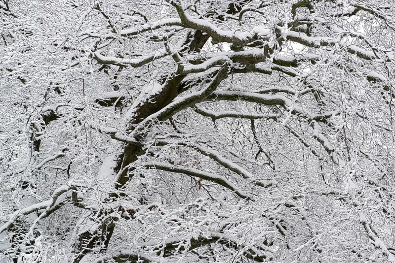 Snow-covered tree at the Hercules monument