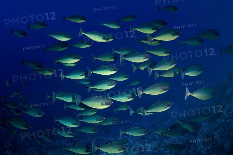 Shoal of Bluetail Unicornfish (Naso hexacanthus)