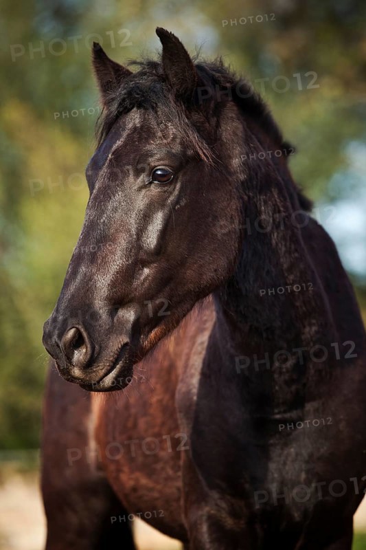 Black Menorquin stallion