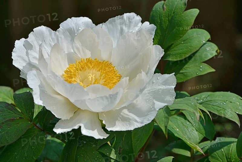 Tree Peony (Paeonia suffruticosa 'Godaishu')