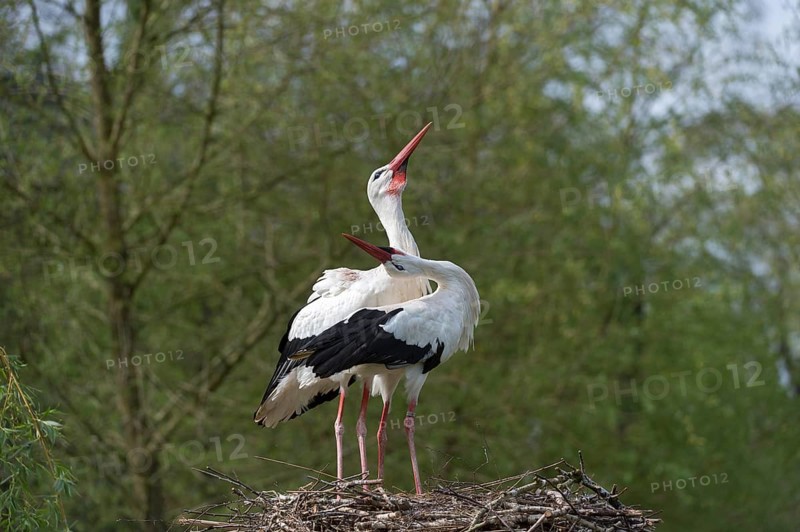 White Stork (Ciconia ciconia)