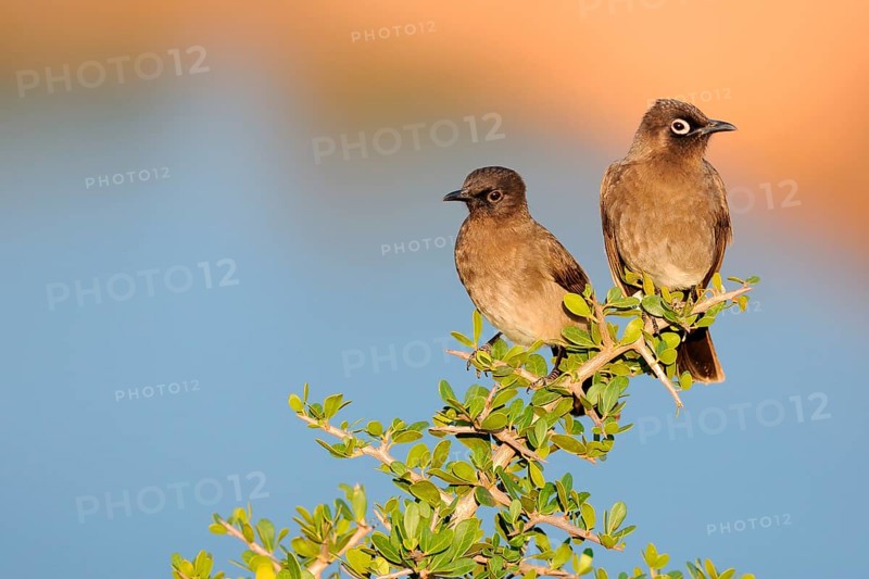 Two Cape Bulbuls (Pycnonotus capensis)