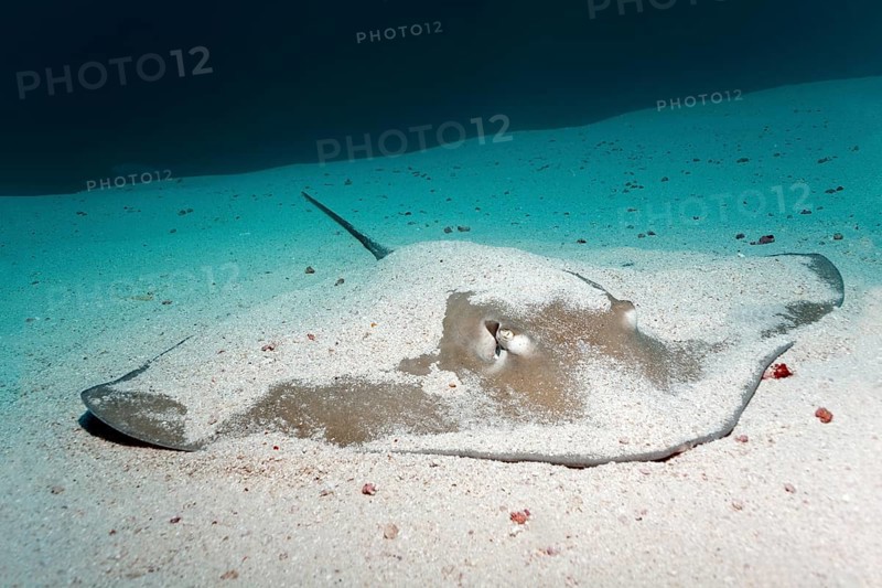 Whiptail Stingray (Dasyatidae) resting on the sandy ocean floor