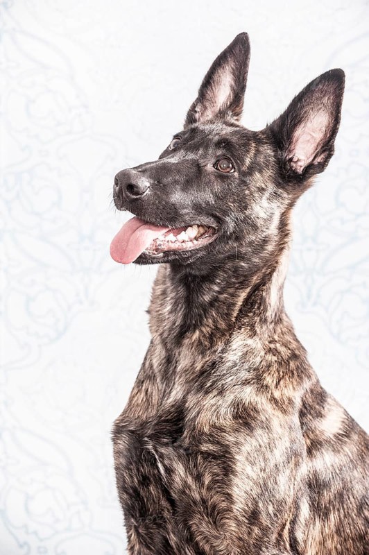Hollandse Herdershond or Dutch Shepherd Dog