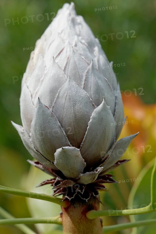 Bud of a King Protea (Protea Cynaroides)