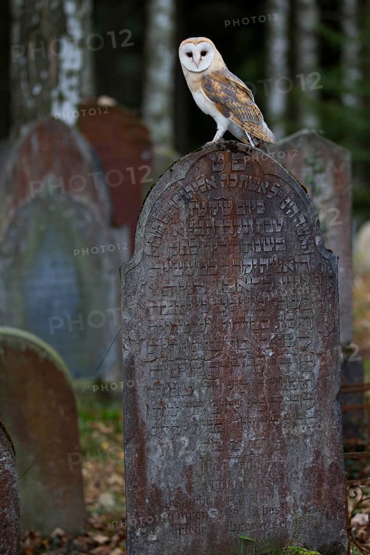 Barn Owl (Tyto alba) on a grave stone