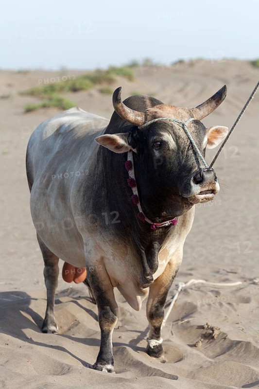 Tethered bull before a bull fight