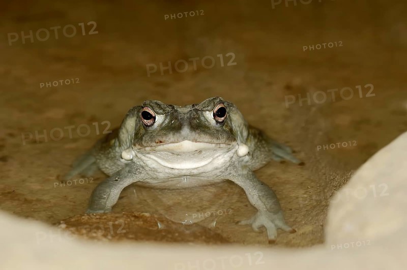 Sonoran Desert Toad (Bufo alvarius)