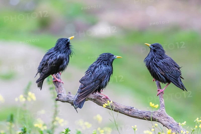 Spotless Starling (Sturnus unicolor) sitting on branch