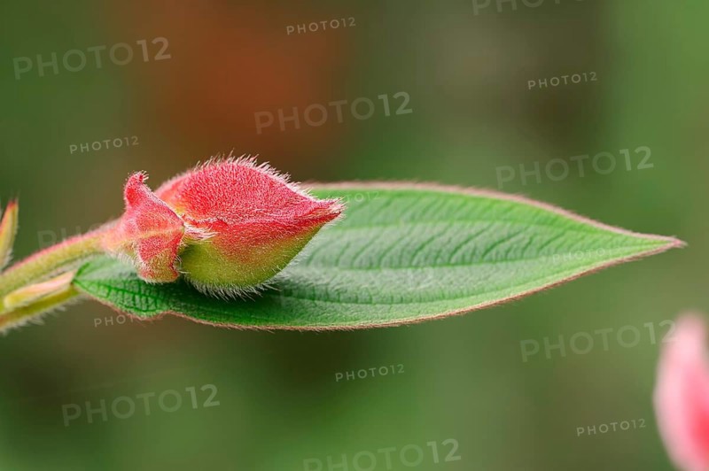 Princess Flower (Tibouchina urvilleana)