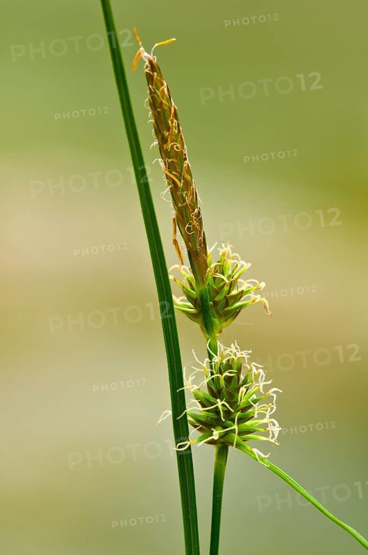 Yellow Sedge (Carex flava agg.) Tiefenbachklamm