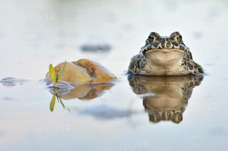 Green Toad (Bufo viridis complex) in an abandoned gravel pit