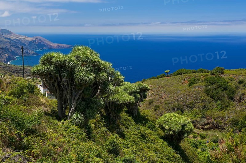 Canary Islands Dragon Tree (Dracaena draco)