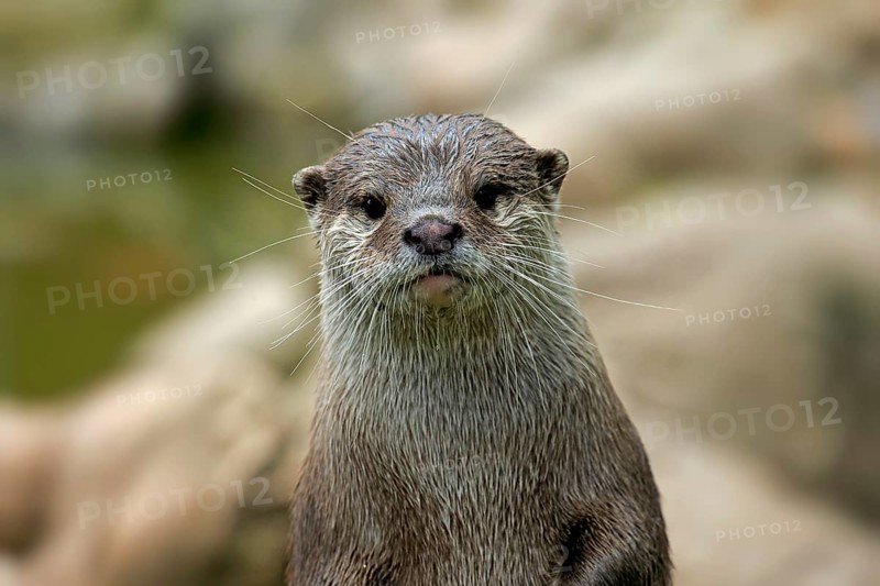 Oriental Small-clawed Otter (Amblonyx cinerea)