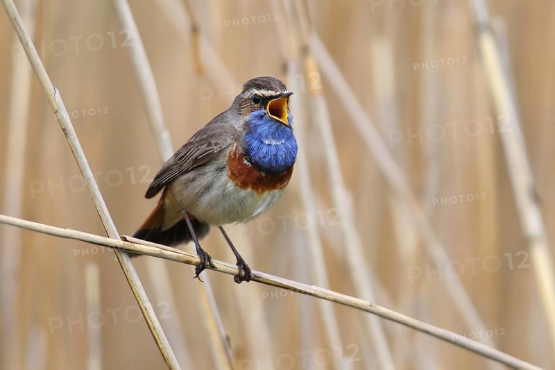 Bluethroat (Luscinia svecica cyanecula)