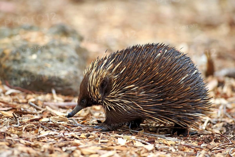 Short-beaked Echidna (Tachyglossus aculeatus) adult