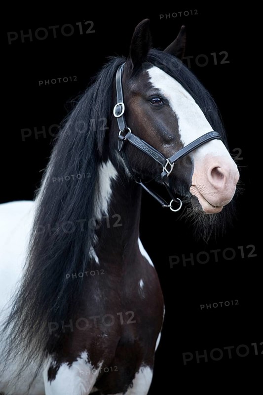 Tinker mare