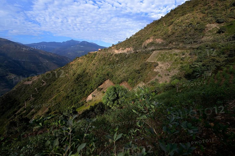 Illegal Coca fields
