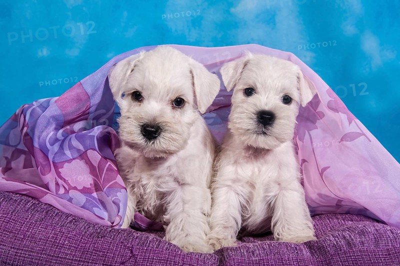 Two white Miniature Schnauzer puppies