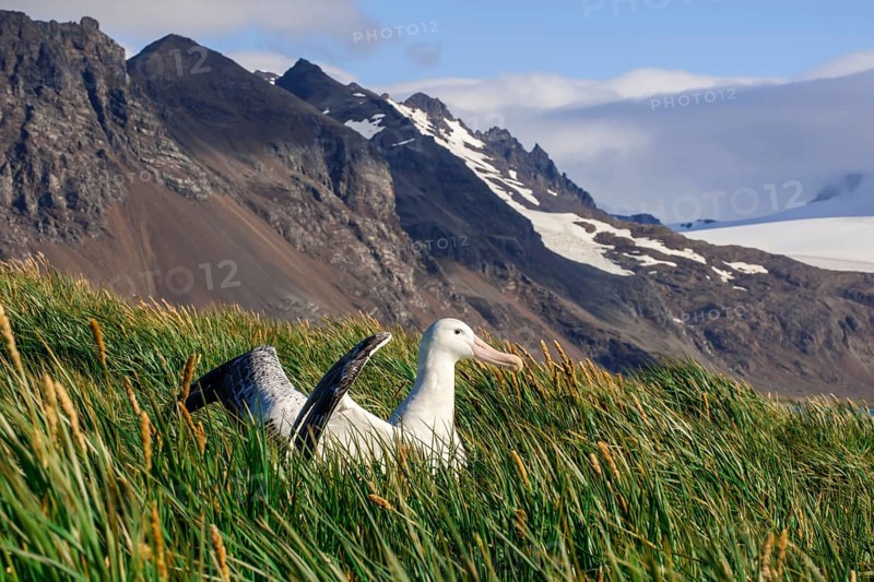 Wandering Albatross (Diomedea exulans) at its nesting site