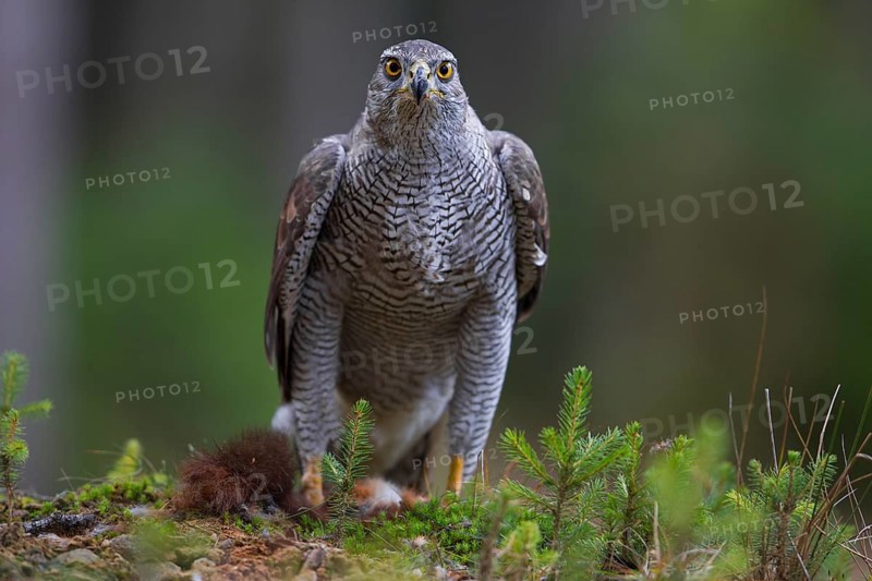 Northern Goshawk (Accipiter gentilis) with a captured squirrel