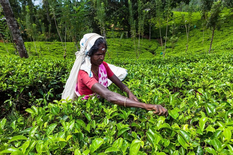 Tea picker
