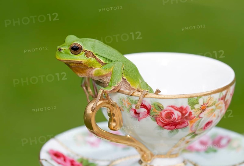 European Tree Frog (Hyla arborea) sitting in a cup
