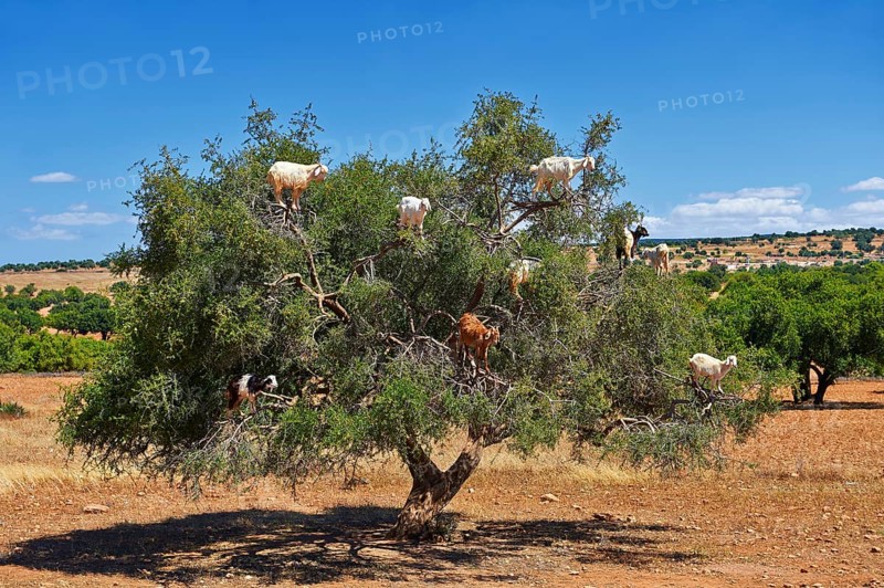 Goats feeding on Argan nuts in an Argan tree