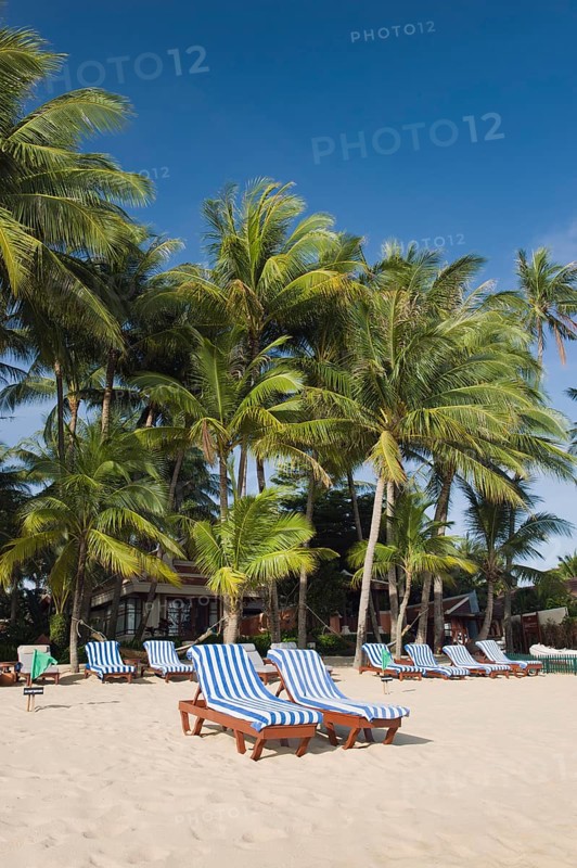 Deckchairs on a beach with palm trees