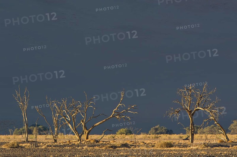 Dead trees in the Tsauchab Valley