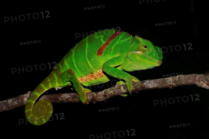 Furcifer timoni chameleon