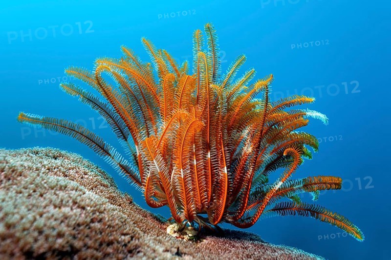 Feather Star (Crinoidea) on stone coral