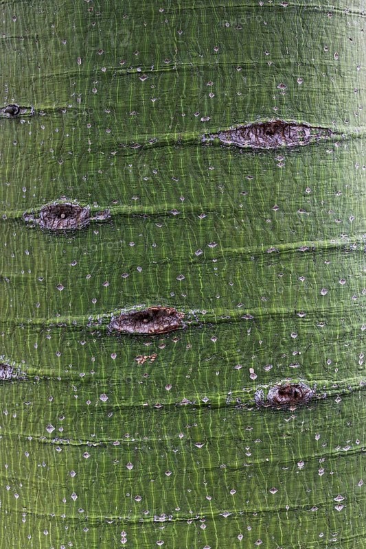 Trunk of the Kurrajong tree (Brachychiton populneus)