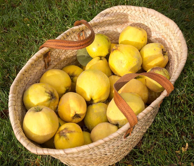 Wicker basket with freshly pear picked quince fruits ( (cydonia oblonga)