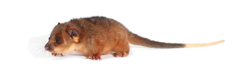 Common Ringtail Possum (Pseudocheirus peregrinus)