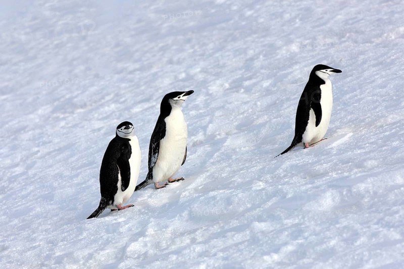 Chinstrap penguins (Pygoscelis antarctica)