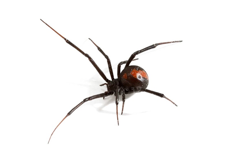 Redback Spider (Latrodectus hasselti)