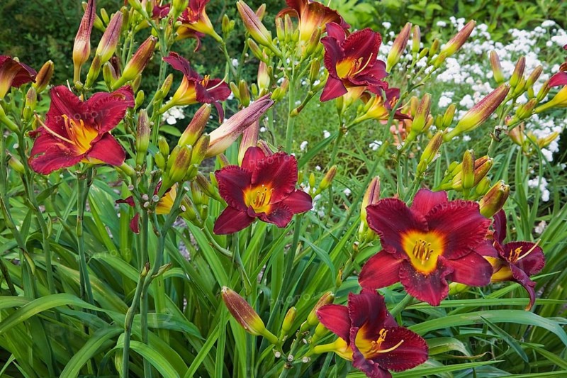 Burgundy and yellow 'Vintage Bordeaux' daylilies (Hemerocallis)