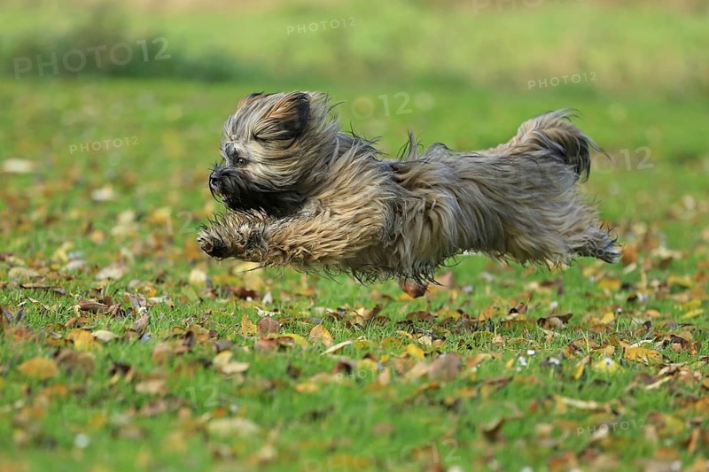Lhasa Apso running