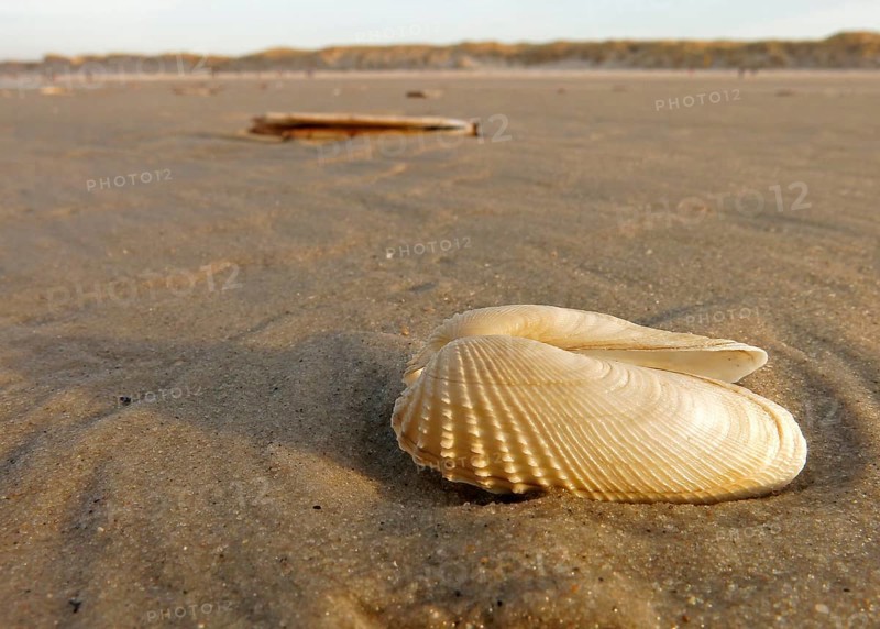 False Angel Wing or American Piddock (Petricola pholadiformis)