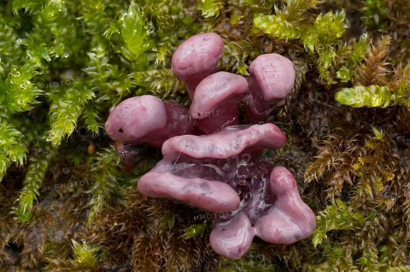 Purple Jellydisc (Ascocoryne sarcoides)