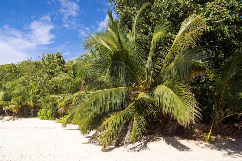 Sandy beach with coconut trees