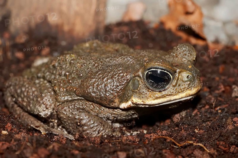 Cane Toad (Bufo marinus