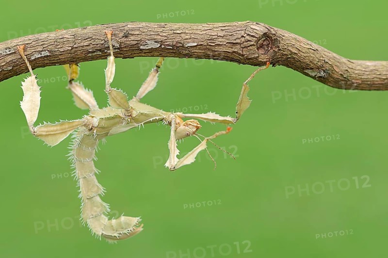 Giant Prickly Stick Insect (Extatosoma tiaratum)